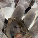 산오징어회무침 이미지