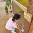 한숲농장 | 용인 무럭무럭농장 먹이주기 동물체험 모래놀이(24개월 미만 무료, 꿀팁) 방문후기