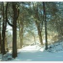 2/13(수) 축령산 잣나무 숲 트레킹과 휴양림 데크 야영 신청 이미지