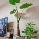 양재꽃시장 분화온실 주말 영업시간 주차비용 #반려식물 입양했어요♡