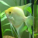 골든엔젤 이미지