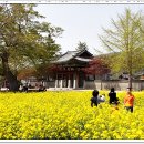 4월 12일(토) [제14회 휴일여행도보] 백제의 미소를 찾아 걷는 국보급 길 '서산 아라메길'과 서산 용비지 주변 벚꽃길 이미지