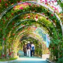 장미의거리7 이미지