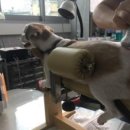 24시명동물메디컬센터