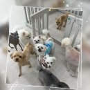 더 예쁘개 이미지