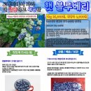 쌍치블루베리 이미지