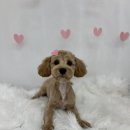똥꼬발랄 | &#34;처음이라 더 특별한 순간&#34; 똥꼬발랄 아기 강아지의 사랑스러운 배넷미용 후기