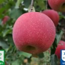 영귀미농협 사과선별장 | [공지] 가을 부사 요까사과랑 생사과즙 판매 합니다(완료합니다)