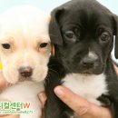 로얄동물메디컬센터w 이미지