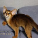 캐터리 페르마타 이미지