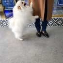 유폴 24시 애견셀프목욕 아산탕정점 이미지