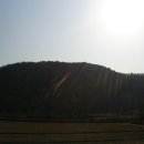 고목나무 이미지