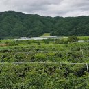 월악산자연농장 이미지