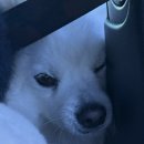 [강릉 여행1] 애견동반카페 엔드투앤드, 강릉 중앙시장 먹방+육영탕수육