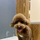 도도그루밍 이미지