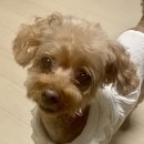 진심동물약국 이미지