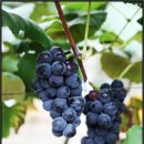 부용농협협동조합 이미지