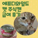 에프디와일드 캣 주식캔 급여 후기 / 습식 거부묘 금동이도 한 캔 뚝딱!