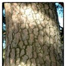 행곡2리(처진소나무옆) | [이 한 그루의 나무] 老巨樹 or 磨崖佛 ? … (8) 울진 행곡리 처진소나무