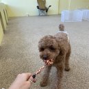 뭉티의 하루 이미지