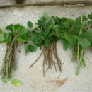 머루다래 이미지