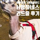 보성이탈리안그레이하운드 2 | 강아지 하네스 추천_노마 리드줄 후기(feat.이탈리안그레이하운드 목줄)