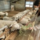 정선목장 이미지