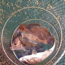 서진낚시 이미지