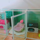 퍼스트독, 캣 이미지