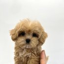 청주강아지분양 애견입양 애견미용 바른펫 이미지