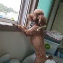 젤리즈펫 이미지