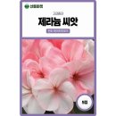 마켓핀토