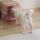 멍이와 냥이의 부엌 이미지