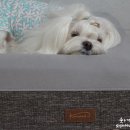 대주세탁 이미지