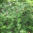 나무와나무 이미지