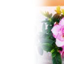 예쁜 철쭉꽃 화분 (제이레빗 - 바람이 불어오는 곳) 이미지