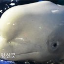여수또마리