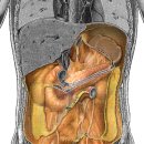 peritoneum(복막) 이미지