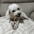 순독 | 순진이 순돌이의 닥터독 한우 블리스틱 솔직 후기! 🐶