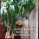 이승만 대통령 재임 시절 사진 70장6 이미지