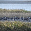 두루미네 이미지