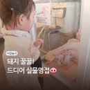 광안리 세븐테마카페 아기랑 돼지카페 놀러갔다 왔어요