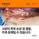 그레이스 고양이 심장&치과병원 이미지