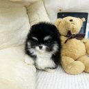 몽냥몽냥 이미지