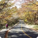 선덕사 소장 화암사판 묘법연화경 | 어머니와 함께 한 제주 가을 산행, 한라산 영실