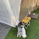 비토펜션 | 경남 사천)강아지동반 펜션 비토섬 글램핑 솔직 후기와 장단점 비교