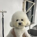 경춘로276번길 | 구리애견미용학원 셀프애견위생미용 원데이 클래스 체험 후기