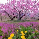 단장소원 이미지