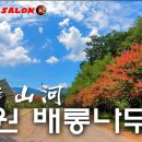 배롱나무길 이미지