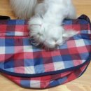 웅비(아) 이미지